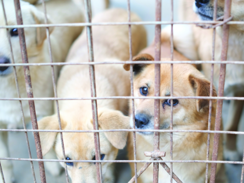 Campaign Pack: Stop Puppy Farms
