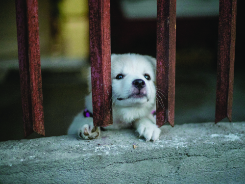 Council Motion: Stop Puppy Farms