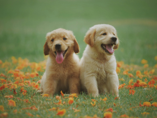 Council Motion: Every Councillor for Every Kind (RSPCA)