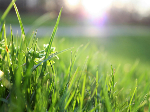 Building a Green Future on your Council online conference – 12 July 2025